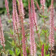 Przetacznikowiec 'Erica' (Veronicastrum virginicum) - veronicastrum_erica_71466_1_a.jpg