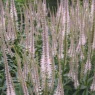 Przetacznikowiec 'Pink Glow' (Veronicastrum virginicum) - veronicastrum_pink_glow.jpg