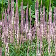 Przetacznikowiec 'Roseum' (Veronicastrum virginicum) - veronicastrum_roseum_71471_1_a.jpg