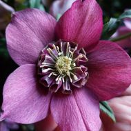 Ciemiernik VIV Collection TERESA (Helleborus) - viv_1a.jpg