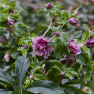 Ciemiernik VIV Collection ARIANA ((Helleborus) - viv_ariana_he00207_a.png