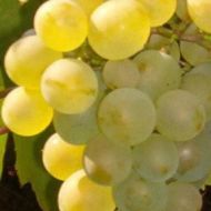 Vitis vinifera ‘Prim’ (winorośl) - winogrono_biale_1a.jpg