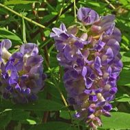 Glicynia amerykańska 'Longwood Purple' (Wisteria frutescens) - wisteria-frutescens-longwood-purple_84d15183d8_a.jpg