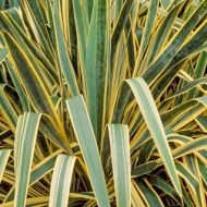 Yucca filamentosa 'Bright Edge' 2l(Juka karolińska) - yucca-bright-edge_74489_1.jpg