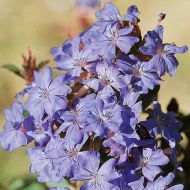 Zawciągowiec (Ceratostigma griffithii) - zawciagowiec_ratostigma_76801_1.jpg