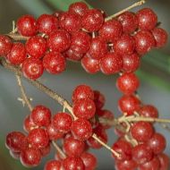 Oliwnik baldaszkowy (Elaeagnus umbellata) POINTILLA® SWEETSOUR® - zdjecie_elaeagnus-umbellata-pointilla__o3_95c5a64ca0_a.jpg