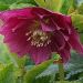 Ciemiernik VIV Collection ELENA (Helleborus)