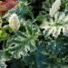 Acanthus mollis Whitewater (Akant miękki)