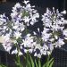 Agapanthus preacox 'Twister' 2l (Agapant)