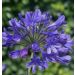 Agapanthus 2l (Agapant afrykański)