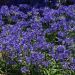 Agapanthus 'Ever Sapphire' (Agapant)