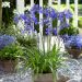 Agapanthus 'Ever Sapphire' 2l (Agapant)