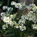 Agapanthus 'Ever White' 2l (Agapant)