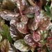 Ajuga repens 'Atropurpurea' (Dąbrówka rozłogowa)