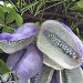 Akebia quinata 2l