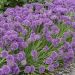 Czosnek 'Medusa Hair' (Allium)