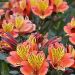 Alstroemeria INDIAN SUMMER 2l ® 'Tesronto'PBRA (lilia Inków)