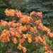 Alstroemeria INDIAN SUMMER® 3-5l 'Tesronto'PBRA (lilia Inków)
