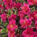 Alstroemeria RIVER VALLEY ® 'Tesumriver'PBR (lilia Inków)
