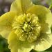 Ciemiernik wschodni Anemone Yellow Spotted (Helleborus orientalis)