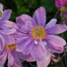 Zawilec 'Pretty Lady Emily' japoński (Anemone hupehensis)