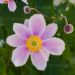Zawilec 'Serenade' mieszańcowy (Anemone x hybrida)