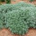 Bylica 'Silver Mound' (Artemisia schmidtiana)