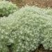 Bylica 'Nana' (Artemisia schmidtiana)