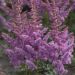 Astilbe arendsii 'Little Vision in Purple ' 2l (Tawułka Arendsa)