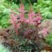 Tawułka 'Key West' pojedyńczolistna (Astilbe simplicifolia)