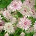 Jarzmianka większa 'Florence' (Astrantia major)