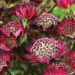 Jarzmianka większa 'Moulin Rouge' (Astrantia major)