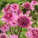 Astrantia major 'Roma' (Jarzmianka większa)