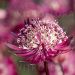 Astrantia major 'Astra Red' (Jarzmianka większa')