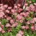 Jarzmianka wieksza 'Hadspen Blood' (Astrantia major)