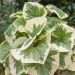 Brunnera macrophylla  'Variegata' (Brunera wielkolistna)