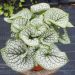 Brunnera macrophylla  'Sea Heart' (Brunera wielkolistna)