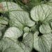 Brunnera macrophylla  'Silver Heart' (Brunera wielkolistna)