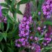 Buddleja davidii 'Free Petite Dark Pink' (Budleja Davida)