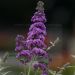 Buddleja davidii Lavender Cupcake (Budleja Davida)