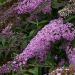 Buddleja davidii Pink Cascade' (Budleja Davida)