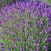 Lawenda 'Hidcote Blue' (Lavendula augustifilia)