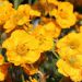 Kuklik 'Goldball' (Geum chiloense)