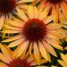 Jeżówka 'Big Kahuna' (Echinacea purpurea)