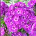 Phlox paniculata 'Purple Kiss' (Floks wiechowaty )