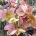 Ciemiernik 'Emma' 2l (Helleborus ericsmithii)