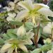 Ciemiernik 'Magic Leaves 2l (Helleborus ericsmithii)
