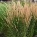 Calamagrostis x acultiflora Karl Foerster (Trzcinnik ostrokwiatowy)