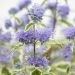 Caryopteris x clandonensis 'White Surprise' (Barbula klandońska)