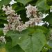 Catalpa bignioides (Surmia bignionowa)